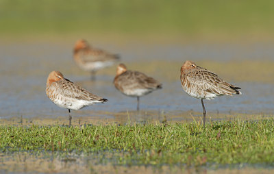 BUITEN BEELD Foto: 55039