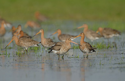 BUITEN BEELD Foto: 55041
