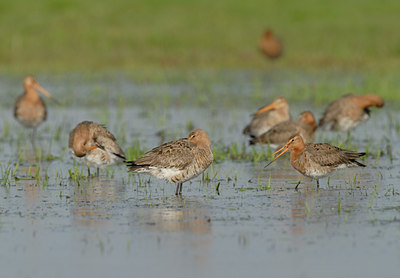 BUITEN BEELD Foto: 55042