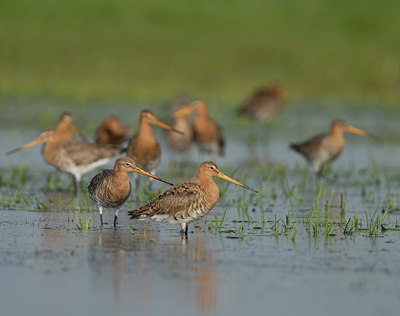 BUITEN BEELD Foto: 55043