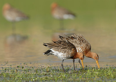 BUITEN BEELD Foto: 55046