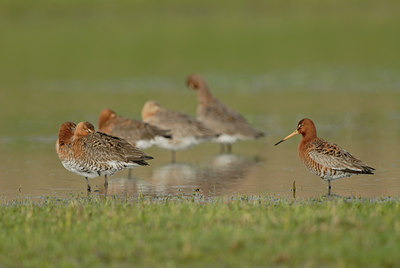 BUITEN BEELD Foto: 55047