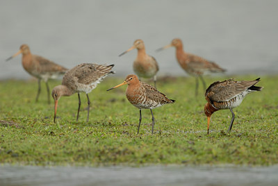 BUITEN BEELD Foto: 55048