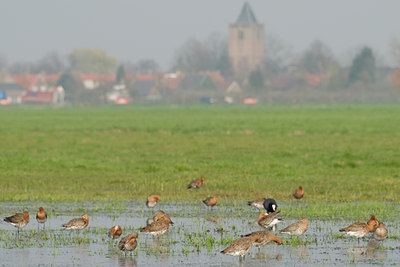 BUITEN BEELD Foto: 55051