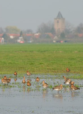 BUITEN BEELD Foto: 55052