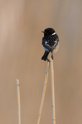 BUITEN BEELD Foto: 55122