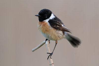 BUITEN BEELD Foto: 55124