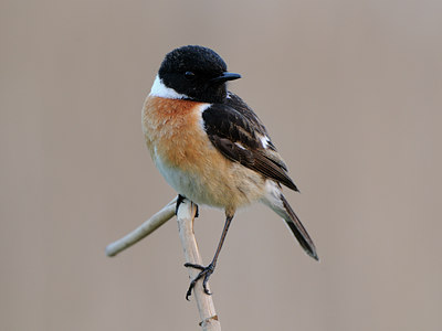 BUITEN BEELD Foto: 55125