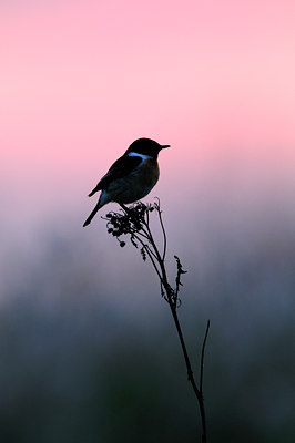 BUITEN BEELD Foto: 55126