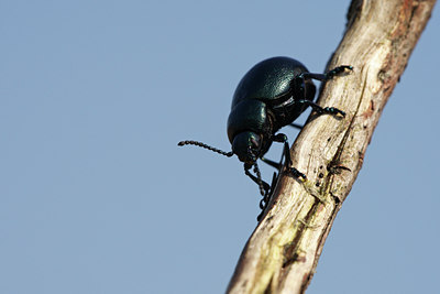 BUITEN BEELD Foto: 55128