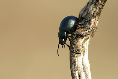BUITEN BEELD Foto: 55130