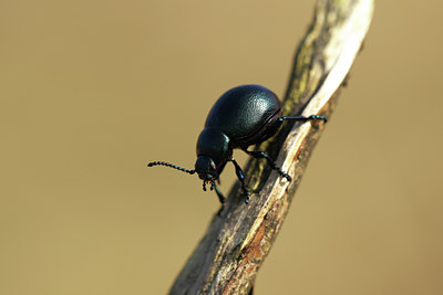 BUITEN BEELD Foto: 55133