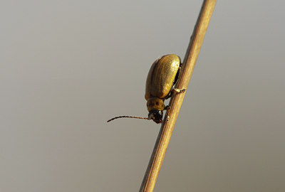 BUITEN BEELD Foto: 55135
