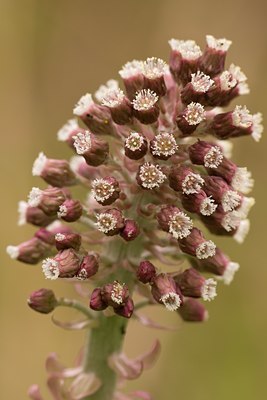 BUITEN BEELD Foto: 55155