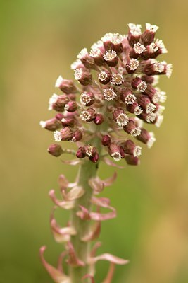 BUITEN BEELD Foto: 55156