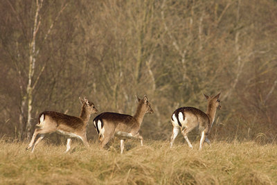 BUITEN BEELD Foto: 55161