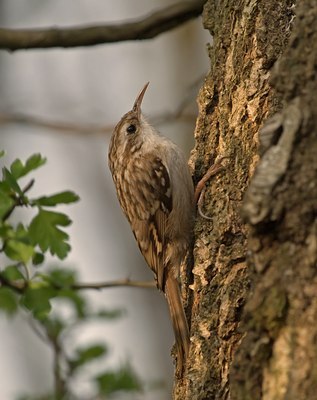 BUITEN BEELD Foto: 55169