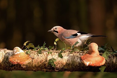BUITEN BEELD Foto: 55190
