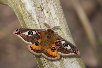 BUITEN BEELD Foto: 55204