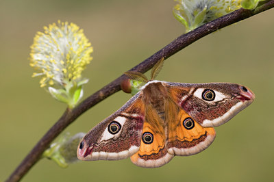 BUITEN BEELD Foto: 55206