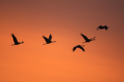 BUITEN BEELD Foto: 55217