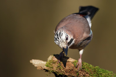 BUITEN BEELD Foto: 55222