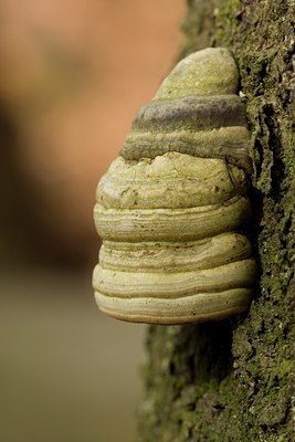 BUITEN BEELD Foto: 55239