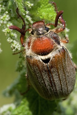 BUITEN BEELD Foto: 55252