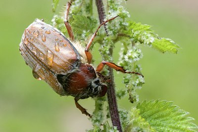 BUITEN BEELD Foto: 55253