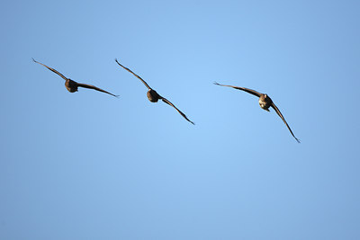 BUITEN BEELD Foto: 55272