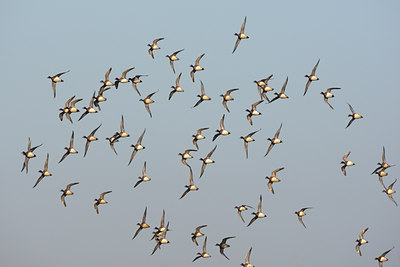 BUITEN BEELD Foto: 55280
