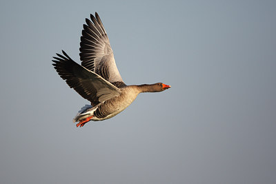 BUITEN BEELD Foto: 55330