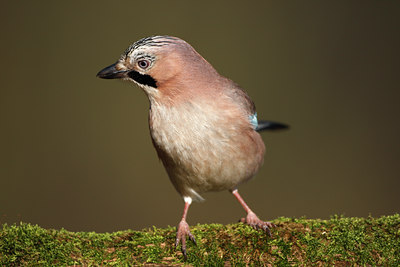 BUITEN BEELD Foto: 55338