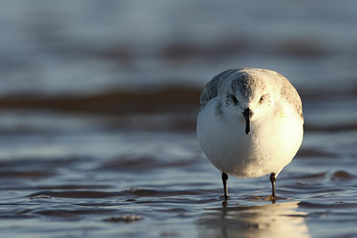 BUITEN BEELD Foto: 55342