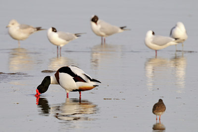 BUITEN BEELD Foto: 55353