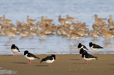 BUITEN BEELD Foto: 55370
