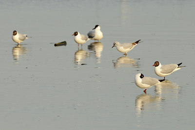 BUITEN BEELD Foto: 55374