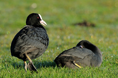BUITEN BEELD Foto: 55375