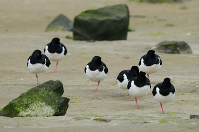 BUITEN BEELD Foto: 55378