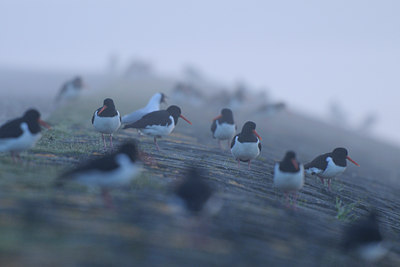 BUITEN BEELD Foto: 55383