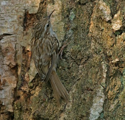 BUITEN BEELD Foto: 55396