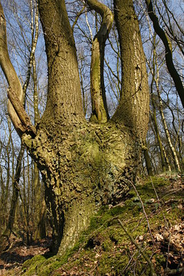 BUITEN BEELD Foto: 55399