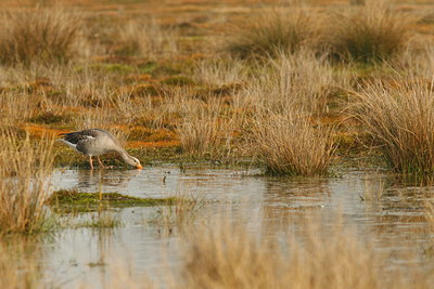 BUITEN BEELD Foto: 55401