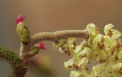 BUITEN BEELD Foto: 55403