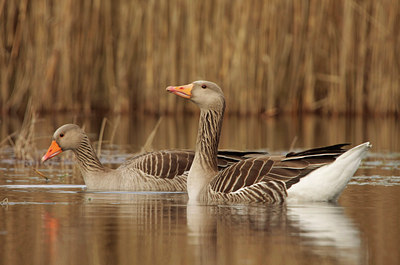 BUITEN BEELD Foto: 55417