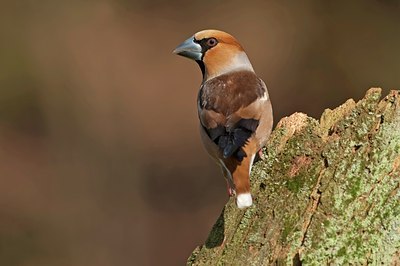 BUITEN BEELD Foto: 55439