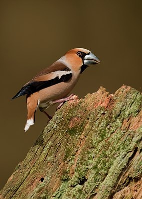 BUITEN BEELD Foto: 55444