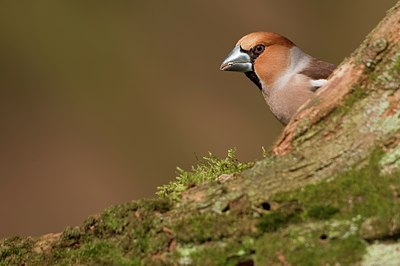 BUITEN BEELD Foto: 55446