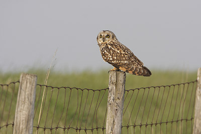BUITEN BEELD Foto: 55458