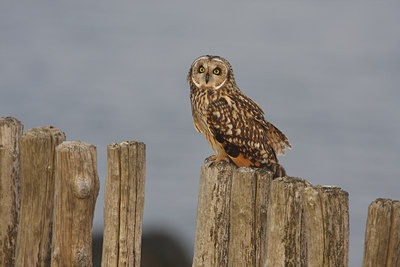 BUITEN BEELD Foto: 55459
